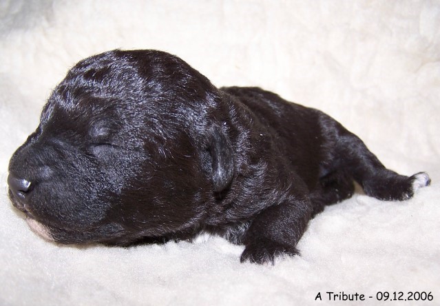 13-Ruede Male 1 09-12.2006-3.jpg